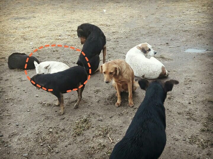 En Río Primero a un perro le desgarraron todos los órganos internos